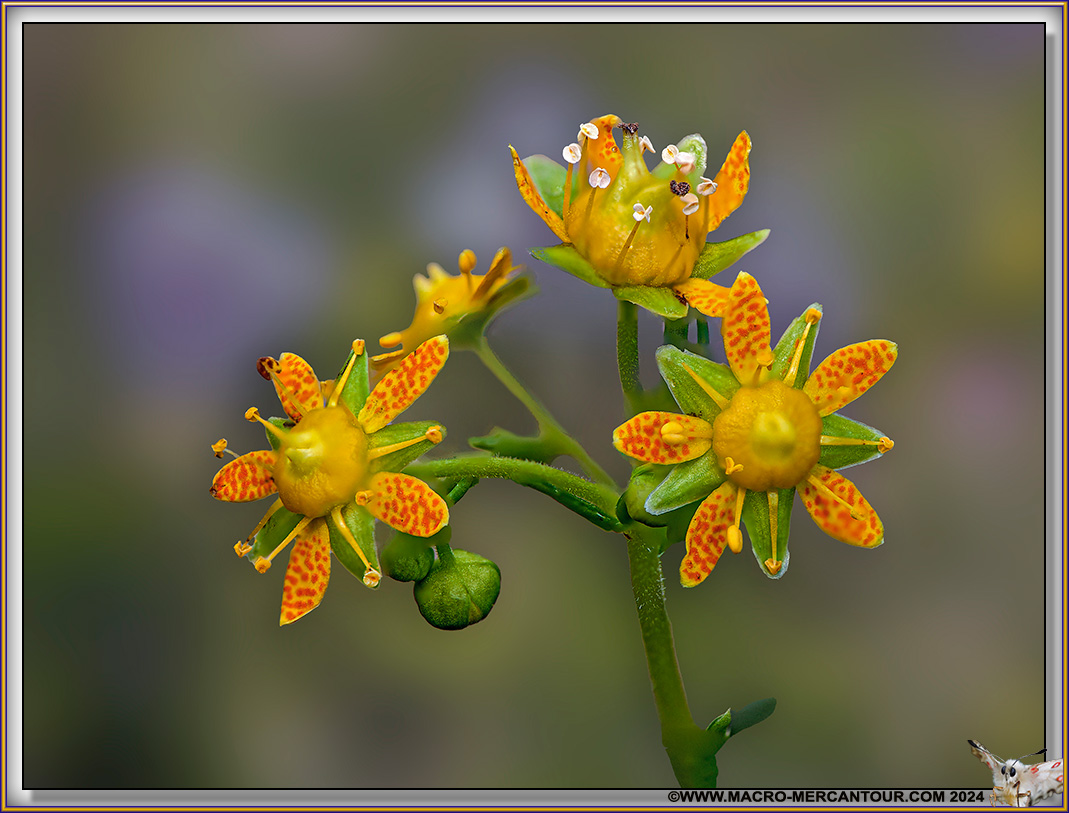 Saxifrages azoïdes